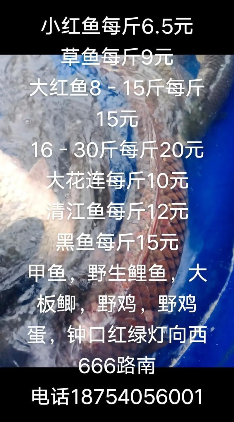 紅丁魚圖片【紅丁桂分類學特征、形態分布及經濟價值等方面展開】