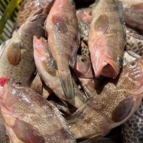紅丁魚圖片【紅丁桂分類學特征、形態分布及經濟價值等方面展開】