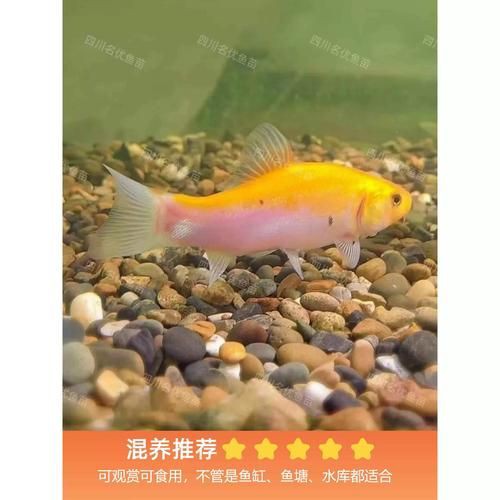 紅丁魚圖片【紅丁桂分類學特征、形態分布及經濟價值等方面展開】