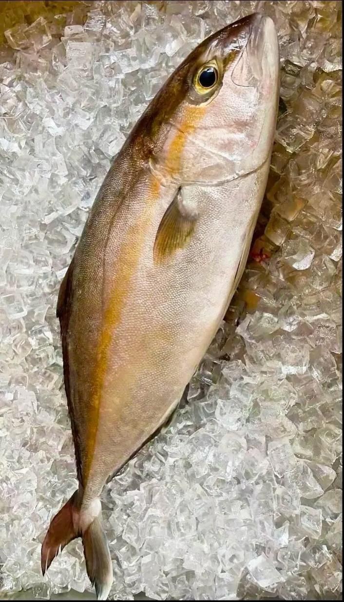 紅丁魚圖片【紅丁桂分類學特征、形態分布及經濟價值等方面展開】