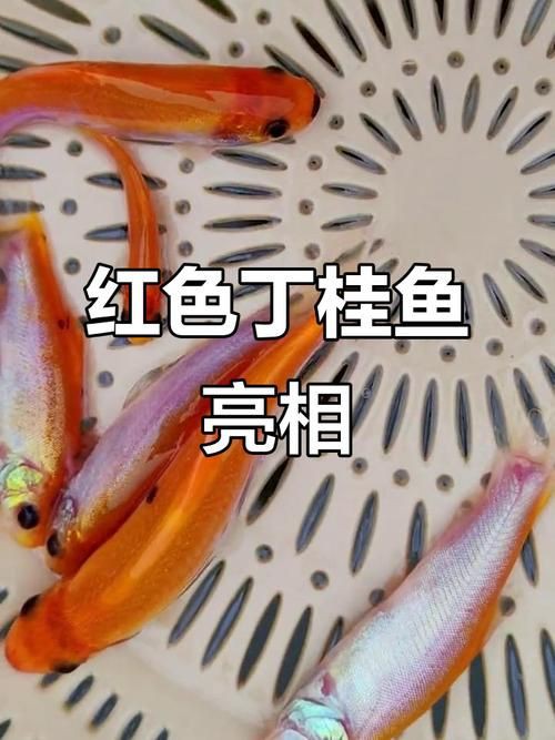 紅丁魚圖片【紅丁桂分類學特征、形態分布及經濟價值等方面展開】