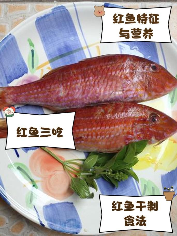 紅丁魚圖片【紅丁桂分類學特征、形態分布及經濟價值等方面展開】
