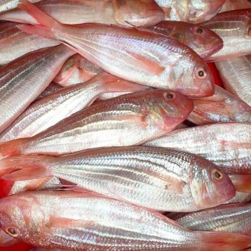 紅丁魚圖片【紅丁桂分類學特征、形態分布及經濟價值等方面展開】