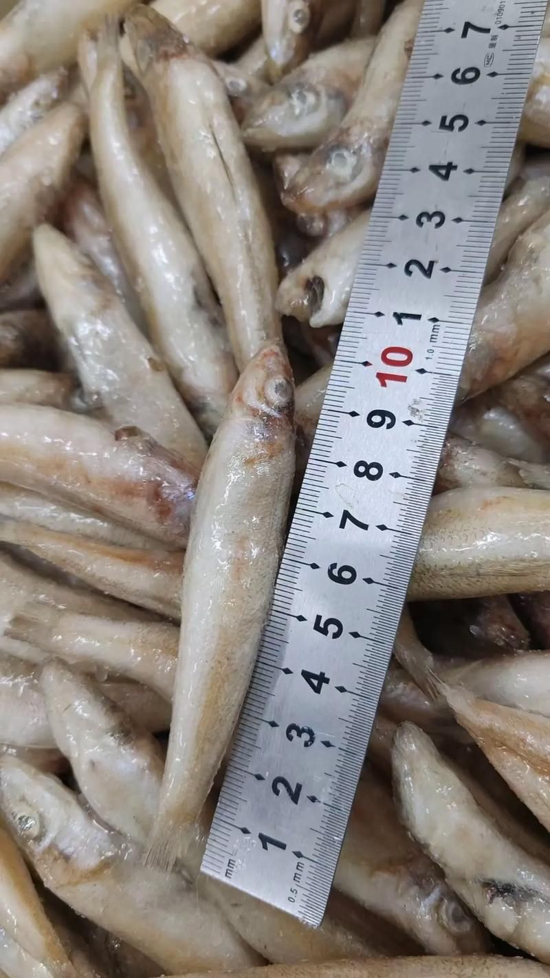 紅丁魚圖片【紅丁桂分類學特征、形態分布及經濟價值等方面展開】