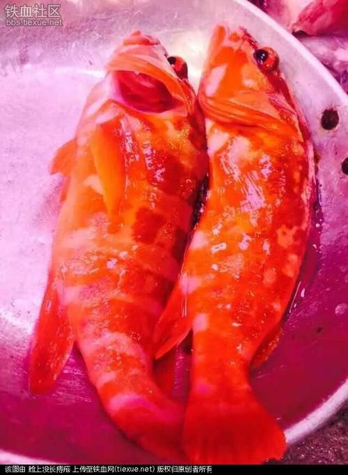 紅丁魚圖片【紅丁桂分類學特征、形態分布及經濟價值等方面展開】