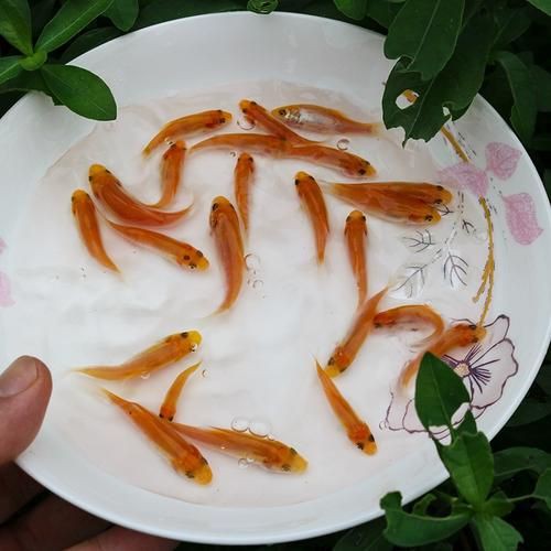 紅丁魚圖片【紅丁桂分類學特征、形態分布及經濟價值等方面展開】