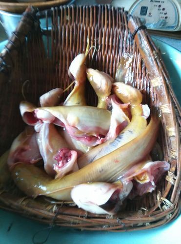 紅丁魚圖片【紅丁桂分類學特征、形態分布及經濟價值等方面展開】