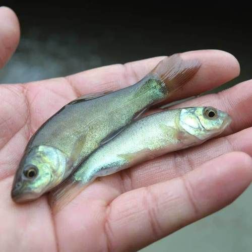 紅丁魚圖片【紅丁桂分類學特征、形態分布及經濟價值等方面展開】