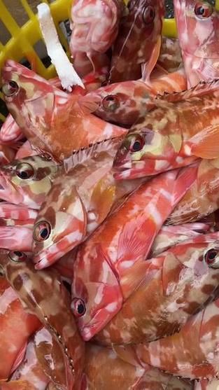 紅丁魚圖片【紅丁桂分類學特征、形態分布及經濟價值等方面展開】