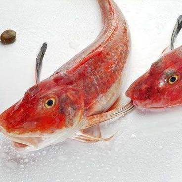 紅頭魚是海魚還是淡水魚【紅頭魚屬于海魚,并非淡水魚,其學名短鰭紅娘魚,】