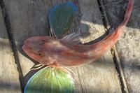 紅頭魚是海魚還是淡水魚【紅頭魚屬于海魚,并非淡水魚,其學名短鰭紅娘魚,】