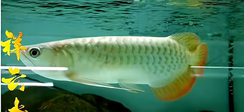 30公分龍魚一天喂多少【30公分龍魚喂養指南】