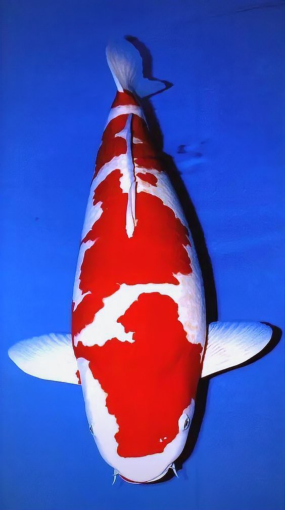 七鯉魚的種類大全【\