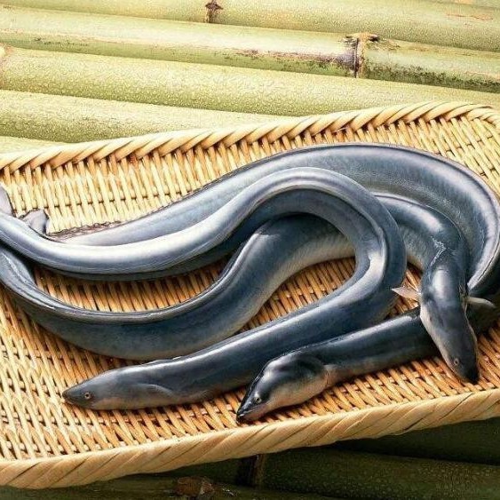 電鰻能給手機充電嗎【電鰻發電能力最強的淡水魚類發電技術在現代智能手機充電】