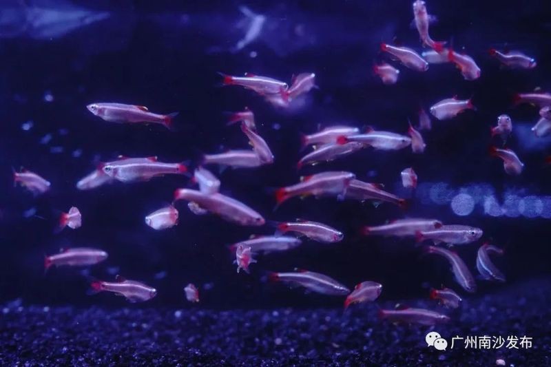 南沙水族店【南沙水族店哪家口碑最好】