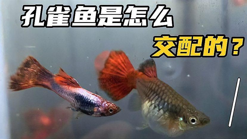 孔雀魚配對視頻【孔雀魚交配全過程，寶寶出生倒計時！】