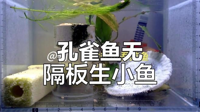 孔雀魚配對視頻【孔雀魚交配全過程，寶寶出生倒計時！】