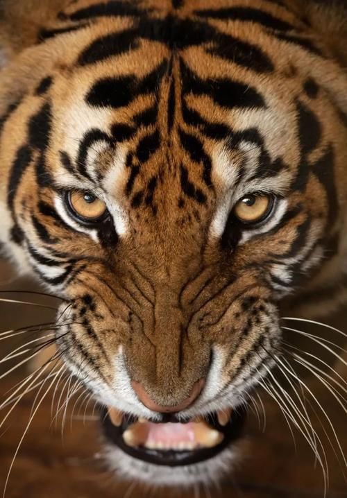 猛虎真實圖片【“猛虎真實圖片”主題聚焦于展現(xiàn)老虎這一頂級掠食者的野性魅力與自然之美】