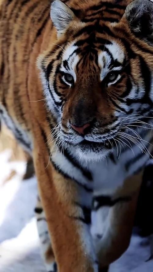猛虎真實圖片【“猛虎真實圖片”主題聚焦于展現(xiàn)老虎這一頂級掠食者的野性魅力與自然之美】