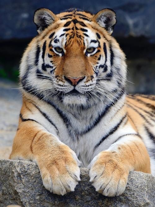 猛虎真實圖片【“猛虎真實圖片”主題聚焦于展現(xiàn)老虎這一頂級掠食者的野性魅力與自然之美】