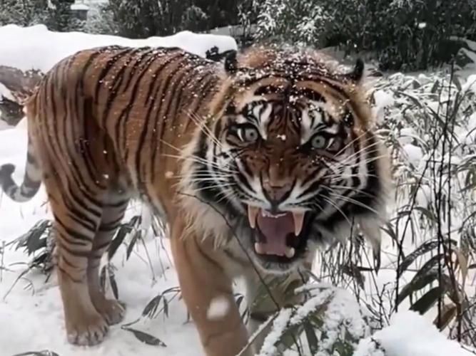 猛虎真實圖片【“猛虎真實圖片”主題聚焦于展現(xiàn)老虎這一頂級掠食者的野性魅力與自然之美】