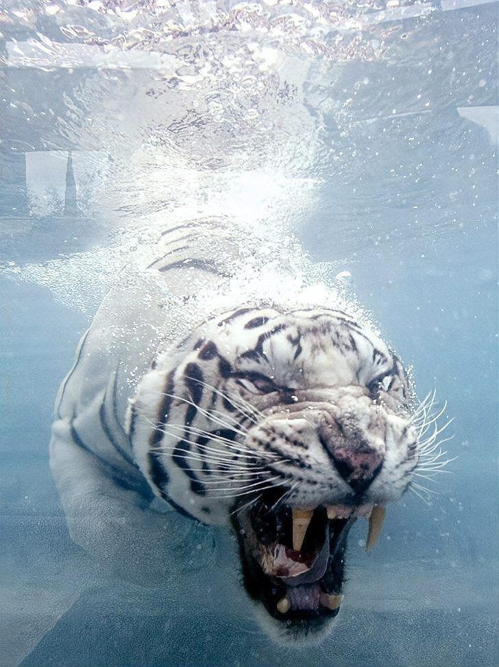 猛虎真實圖片【“猛虎真實圖片”主題聚焦于展現(xiàn)老虎這一頂級掠食者的野性魅力與自然之美】