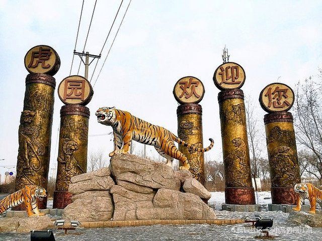 猛虎真實圖片【“猛虎真實圖片”主題聚焦于展現(xiàn)老虎這一頂級掠食者的野性魅力與自然之美】