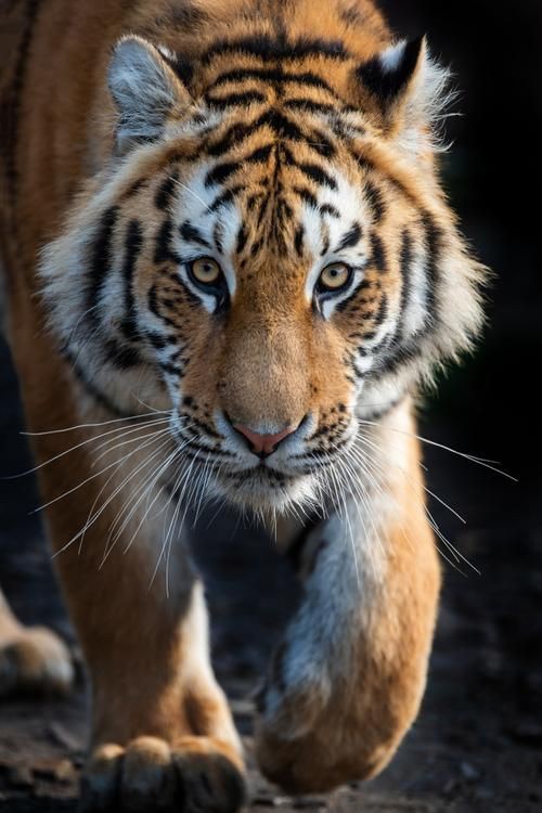 猛虎真實圖片【“猛虎真實圖片”主題聚焦于展現(xiàn)老虎這一頂級掠食者的野性魅力與自然之美】