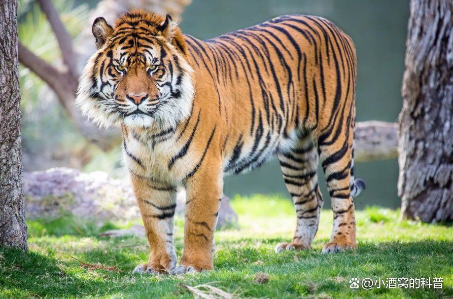 猛虎真實圖片【“猛虎真實圖片”主題聚焦于展現(xiàn)老虎這一頂級掠食者的野性魅力與自然之美】