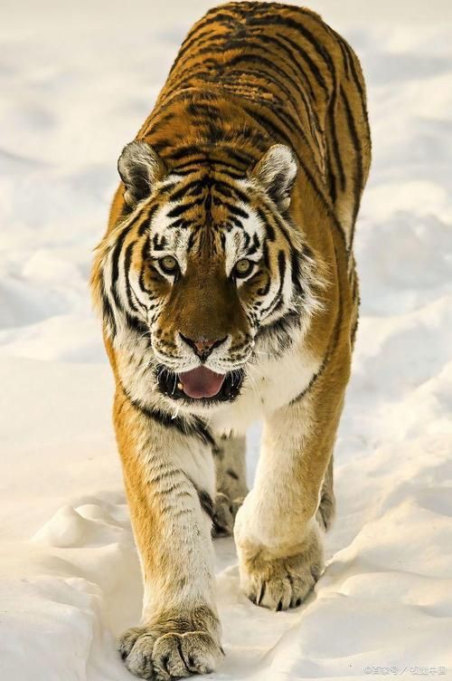 猛虎真實圖片【“猛虎真實圖片”主題聚焦于展現(xiàn)老虎這一頂級掠食者的野性魅力與自然之美】