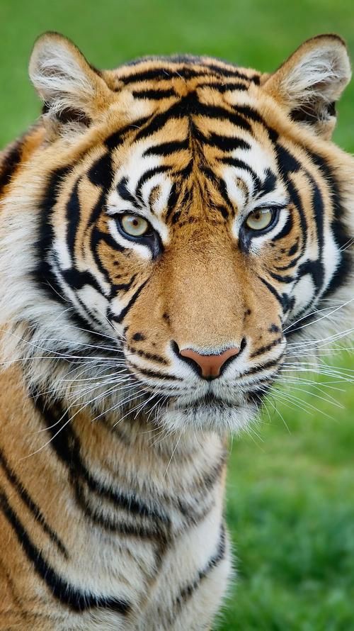 猛虎真實圖片【“猛虎真實圖片”主題聚焦于展現(xiàn)老虎這一頂級掠食者的野性魅力與自然之美】