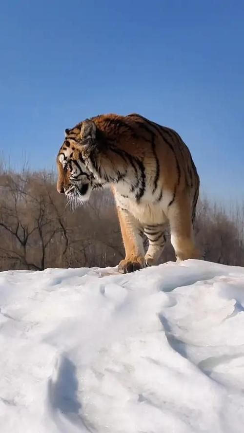 猛虎真實圖片【“猛虎真實圖片”主題聚焦于展現(xiàn)老虎這一頂級掠食者的野性魅力與自然之美】