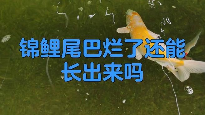 魚爛鰭爛尾病多久能治好？【魚患爛鰭爛尾病的治愈時間受多種因素影響，治愈時間受多種因素影響】