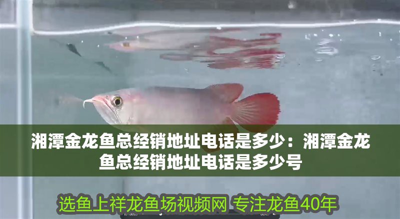 岳塘龍魚店【岳塘龍魚店哪家口碑最好】