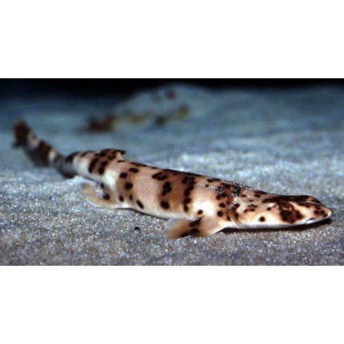 貓鯊百科【貓鯊屬（scyliorhinus）屬于脊索動物門軟骨魚綱】