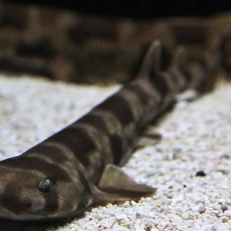 貓鯊百科【貓鯊屬（scyliorhinus）屬于脊索動物門軟骨魚綱】