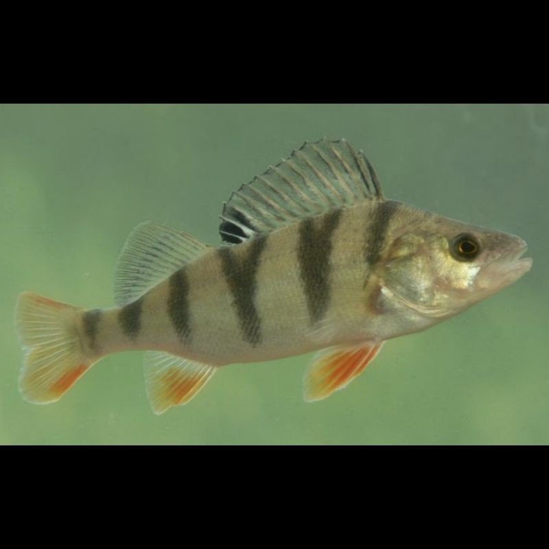 鱸魚生活在河里還是海里【《鱸魚生活在河里還是海里》鱸魚憑什么比淡水鱸魚貴】