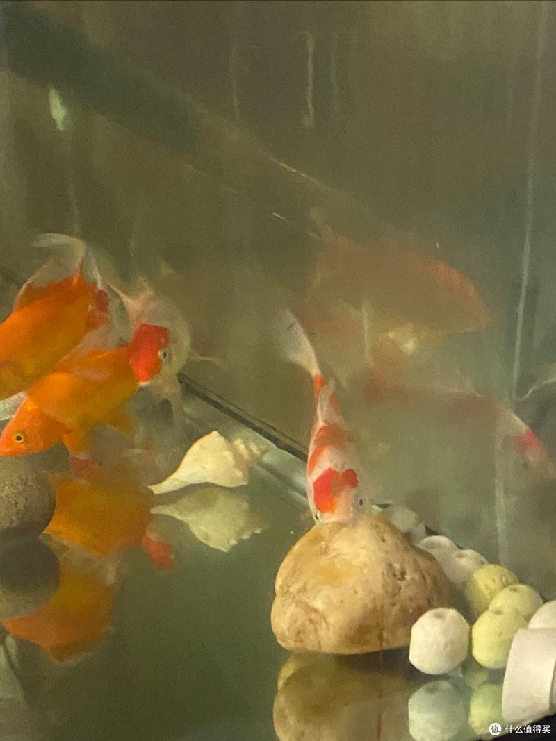 仟湖魚缸值得購買嗎【仟湖魚缸的優勢】
