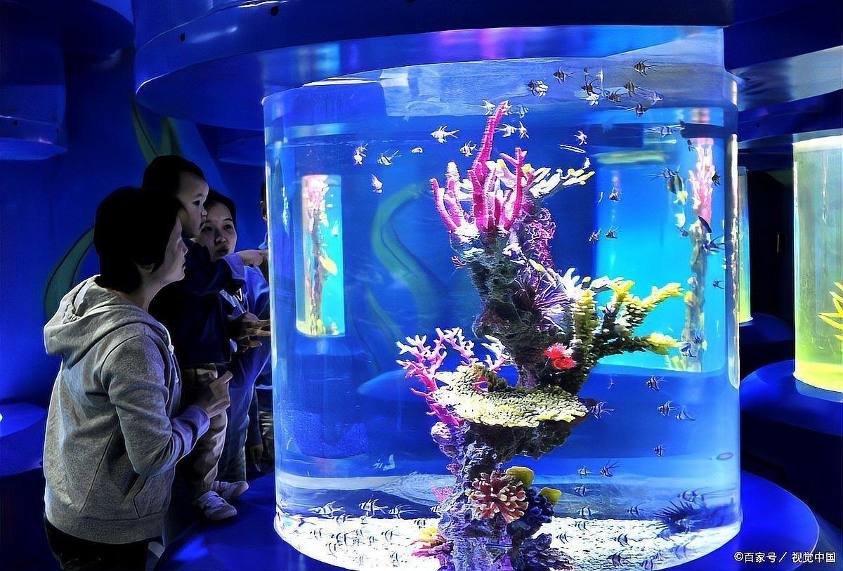 國外水族箱品牌排行榜【2025年國外水族箱品牌排行榜】