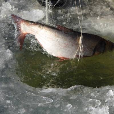 白山魚缸批發(fā)市場(chǎng)【白山地區(qū)的魚缸批發(fā)市場(chǎng)呈現(xiàn)多元化發(fā)展格局】