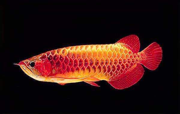 寓意好運的魚類名稱【養幾條最吉利最旺財養哪些魚能好運連連】