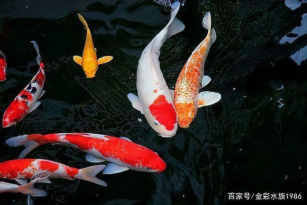 寓意好運的魚類名稱【養幾條最吉利最旺財養哪些魚能好運連連】