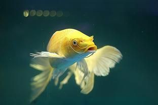 寓意好運的魚類名稱【養幾條最吉利最旺財養哪些魚能好運連連】