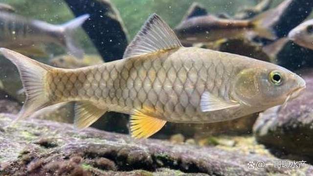 魚治寄生蟲最快方法【魚身上有寄生蟲用什么藥魚體表有蟲用什么藥治療看完就明白了】