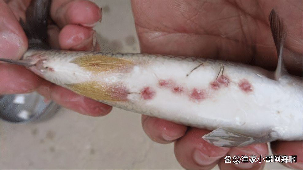 魚治寄生蟲最快方法【魚身上有寄生蟲用什么藥魚體表有蟲用什么藥治療看完就明白了】
