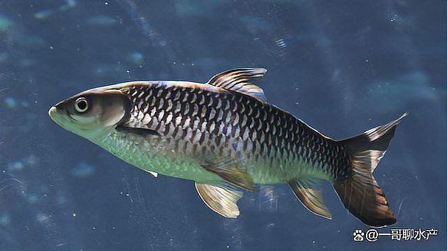 魚治寄生蟲最快方法【魚身上有寄生蟲用什么藥魚體表有蟲用什么藥治療看完就明白了】