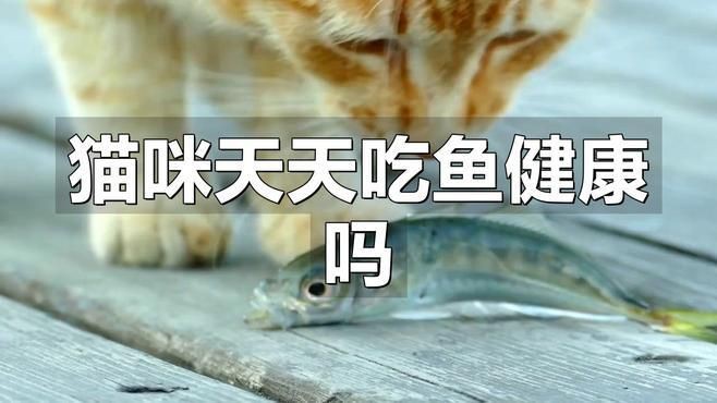 貓可不可以每天都吃魚【《貓可不可以每天都吃魚》許多主人認為貓咪愛吃魚就該頓頓都喂】