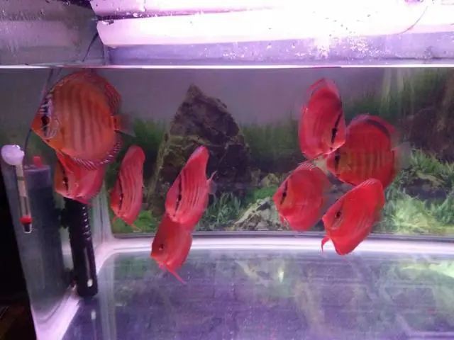 魚蒙眼用土霉素管用嗎【魚蒙眼用土霉素管用嗎魚蒙眼用土霉素管用嗎】