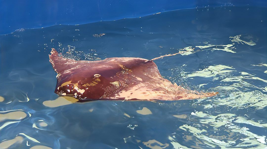 仿生鰩魚【上海海洋大學仿生魚\