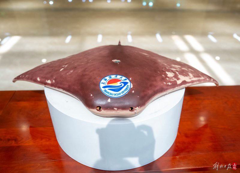 仿生鰩魚【上海海洋大學仿生魚\